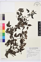 登錄號:S105532藏品圖，第1張