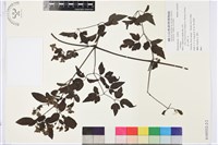 登錄號:S105532藏品圖，第2張