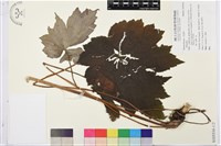 登錄號:S105534藏品圖，第1張