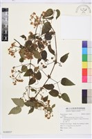 登錄號:S105537藏品圖，第1張