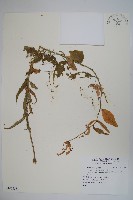 登錄號:S105538藏品圖，第1張