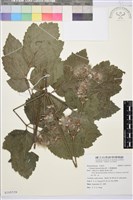 大葉鐵線蓮藏品圖，第1張