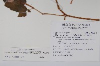 裂葉秋海棠藏品圖，第2張