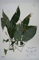 尼氏擬馬偕花藏品圖，第1張