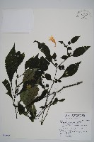 曲莖馬藍藏品圖，第1張