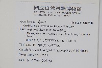 曲莖馬藍藏品圖，第2張