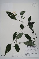 長花九頭獅子草、山藍藏品圖，第1張