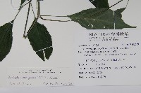 長花九頭獅子草、山藍藏品圖，第2張