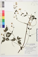 巴氏鐵線蓮藏品圖，第1張