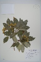樟葉槭, 飛蛾子樹藏品圖，第1張