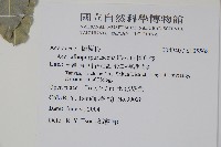 樟葉槭, 飛蛾子樹藏品圖，第2張