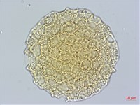 戟葉蓼藏品圖，第2張