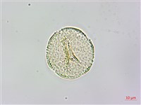 水辣菜、禺毛茛藏品圖，第2張