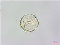 水辣菜、禺毛茛藏品圖，第3張