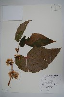 圓果秋海棠藏品圖，第1張