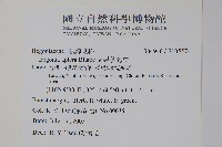 圓果秋海棠藏品圖，第2張