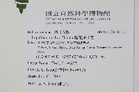 紫花鳳仙花藏品圖，第2張