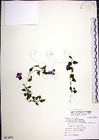 倒地蜈蚣藏品圖，第1張