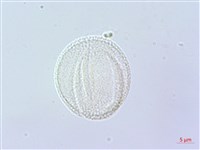 倒地蜈蚣藏品圖，第2張