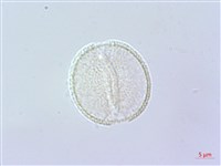 倒地蜈蚣藏品圖，第3張