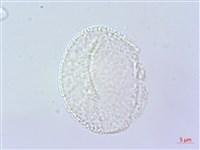 倒地蜈蚣藏品圖，第4張