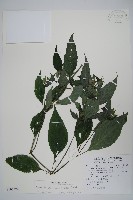 長花九頭獅子草、山藍藏品圖，第1張