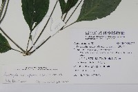 長花九頭獅子草、山藍藏品圖，第2張