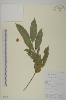 角翅衛矛藏品圖，第1張