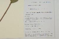 角翅衛矛藏品圖，第2張