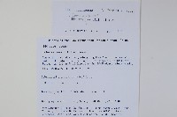 大本山梗菜藏品圖，第2張