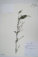 長穗腺背藍藏品圖，第1張