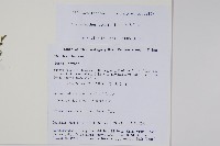 長穗腺背藍藏品圖，第2張