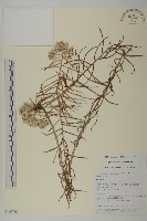 旋葉香青藏品圖，第1張