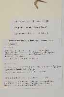 旋葉香青藏品圖，第2張