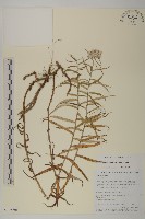 旋葉香青藏品圖，第1張