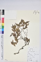 登錄號:S105611藏品圖，第1張