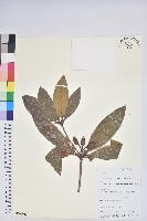 登錄號:S105615藏品圖，第1張