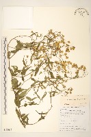 蔓黃菀藏品圖，第1張