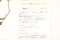 蔓黃菀藏品圖，第2張