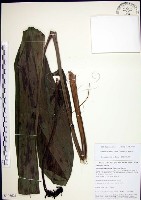 船子草、船仔草藏品圖，第1張