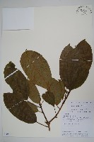 登錄號:S105623藏品圖，第1張