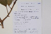 登錄號:S105623藏品圖，第2張