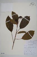 登錄號:S105625藏品圖，第1張