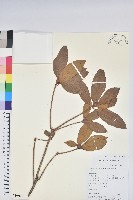 附生杜鵑藏品圖，第1張