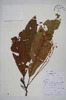 錐序水東哥藏品圖，第1張