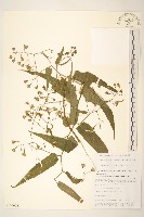 蔓黃菀藏品圖，第1張