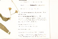 蔓黃菀藏品圖，第2張