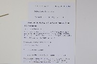 細序鵝掌柴藏品圖，第2張