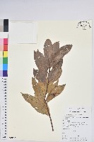 雲南假木荷藏品圖，第1張