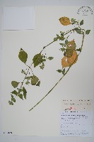 三花槍刀菜藏品圖，第1張